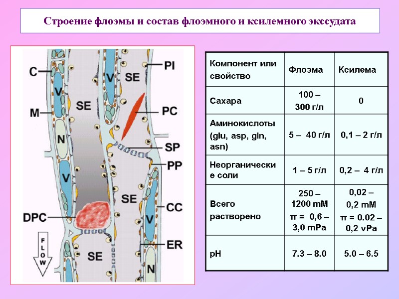 Строение флоэмы и состав флоэмного и ксилемного экссудата